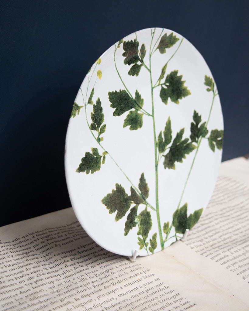 Astier de Villatte John Derian Medium Matricaria Plate