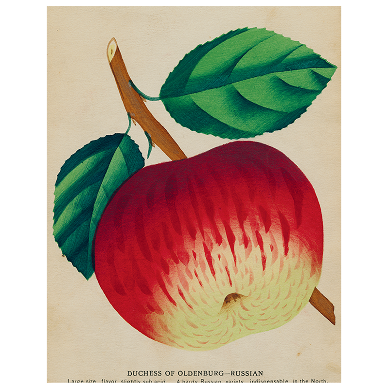 John Derian ‘Duchess Apple (p131) Book Page’ 11x14" Tray