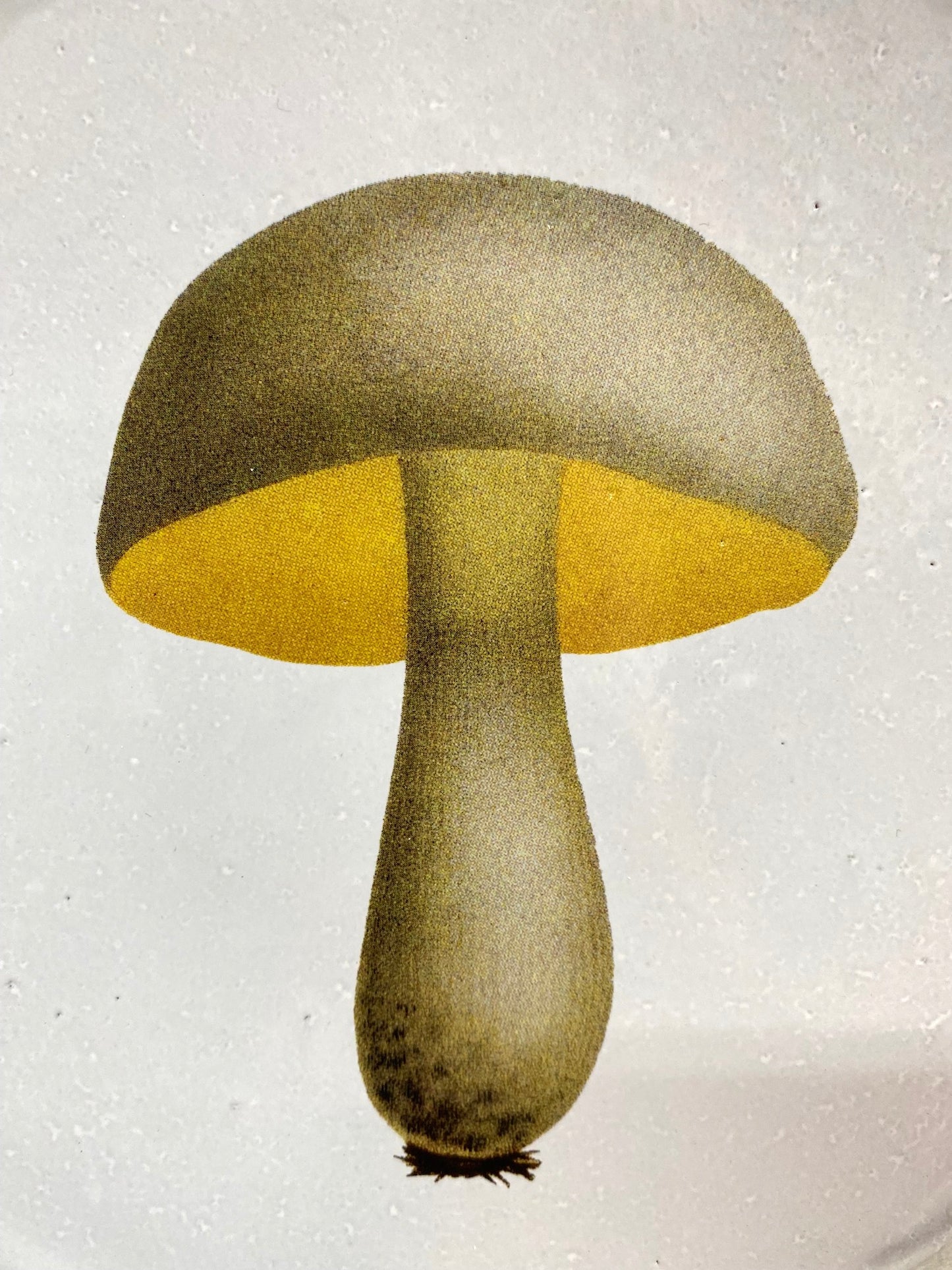 Astier de Villatte Bolet Blanchatre Medium Plate