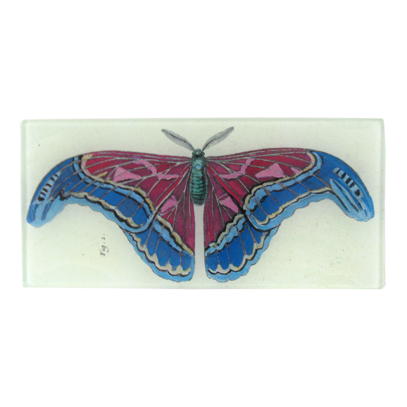 John Derian 'Pink Blue Butterfly' Rectangle tray