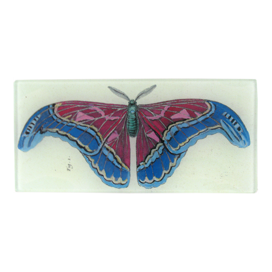John Derian 'Pink Blue Butterfly' Rectangle tray
