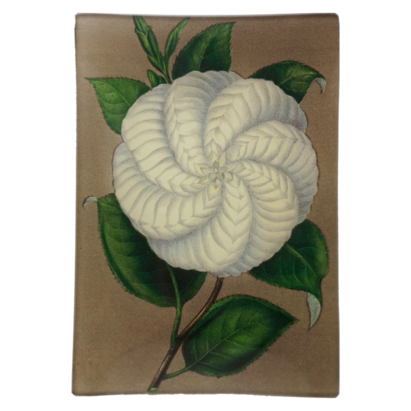 John Derian 'White Camellia' 4.5 x 6.5" Mini Rectangle Tray