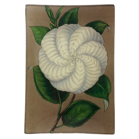 John Derian 'White Camellia' 4.5 x 6.5" Mini Rectangle Tray