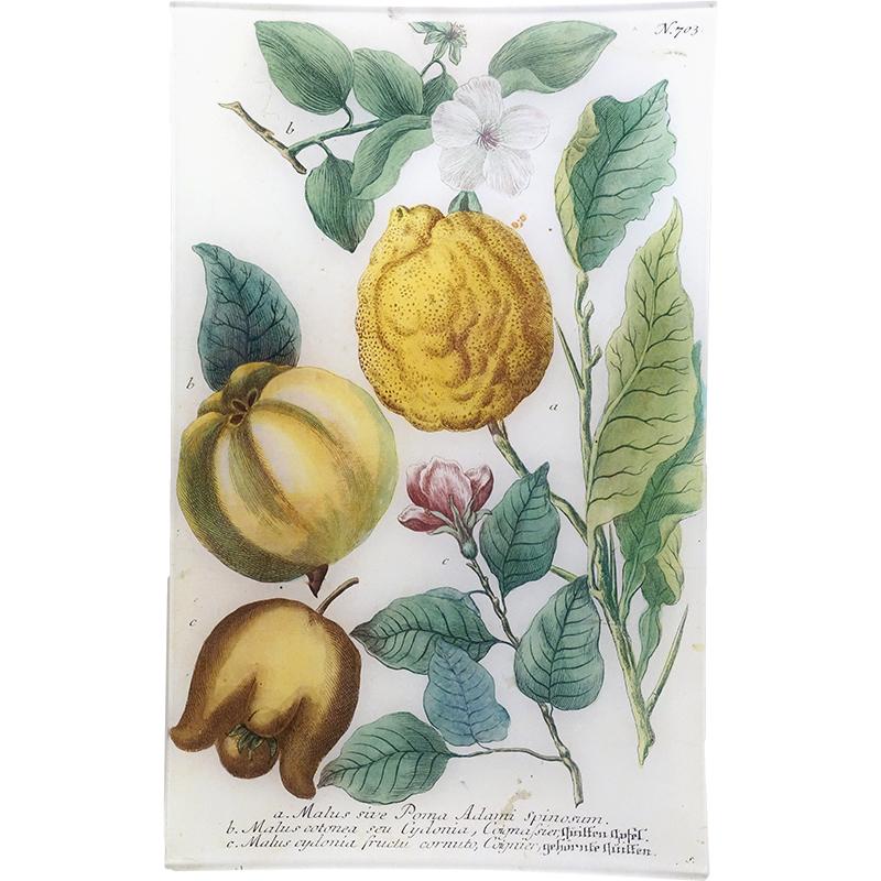 John Derian ‘N. 703 Lemon & Quince’ 10 x 16" Rectangular Tray