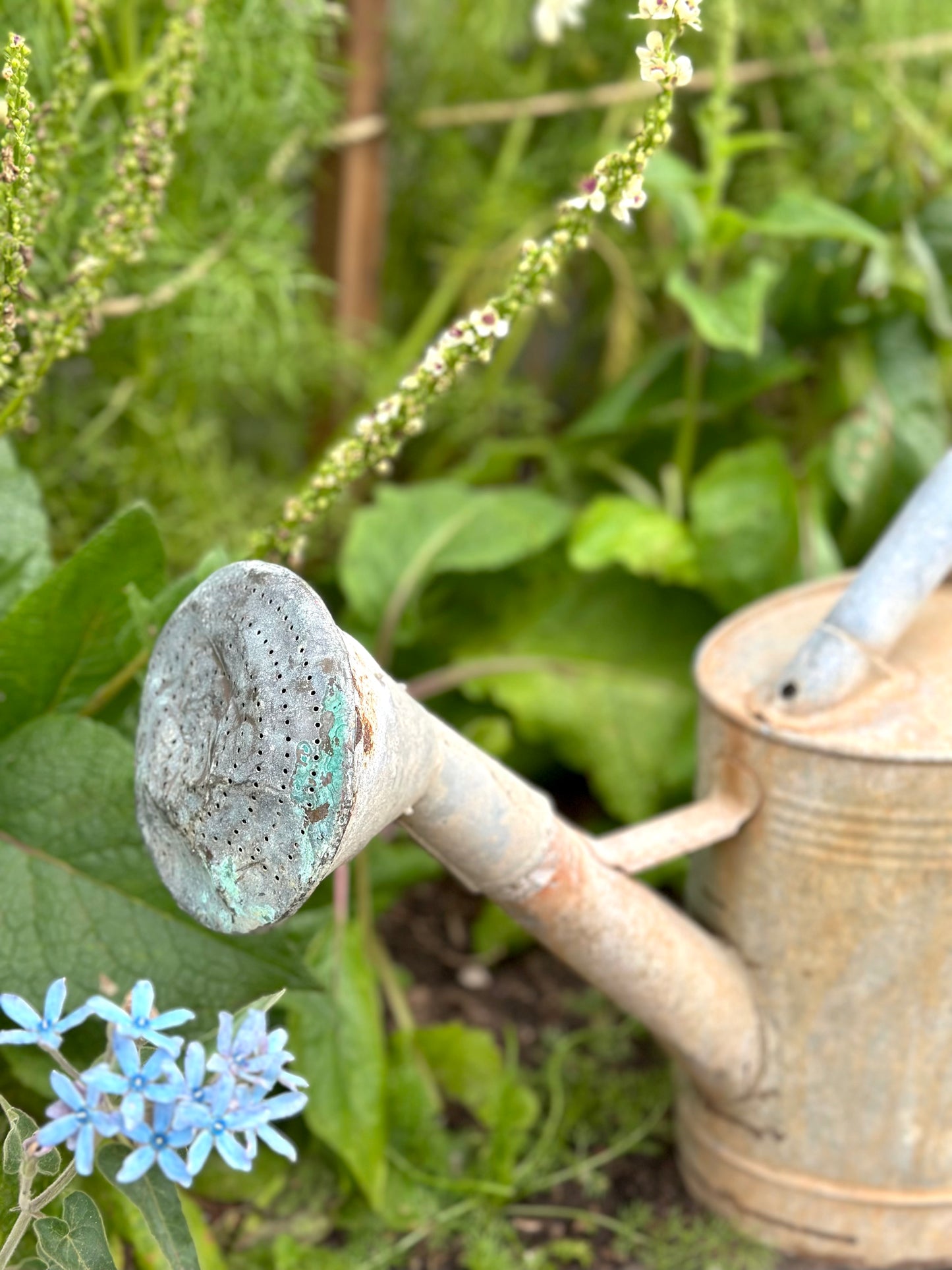 Antique French Oval Base Watering Can