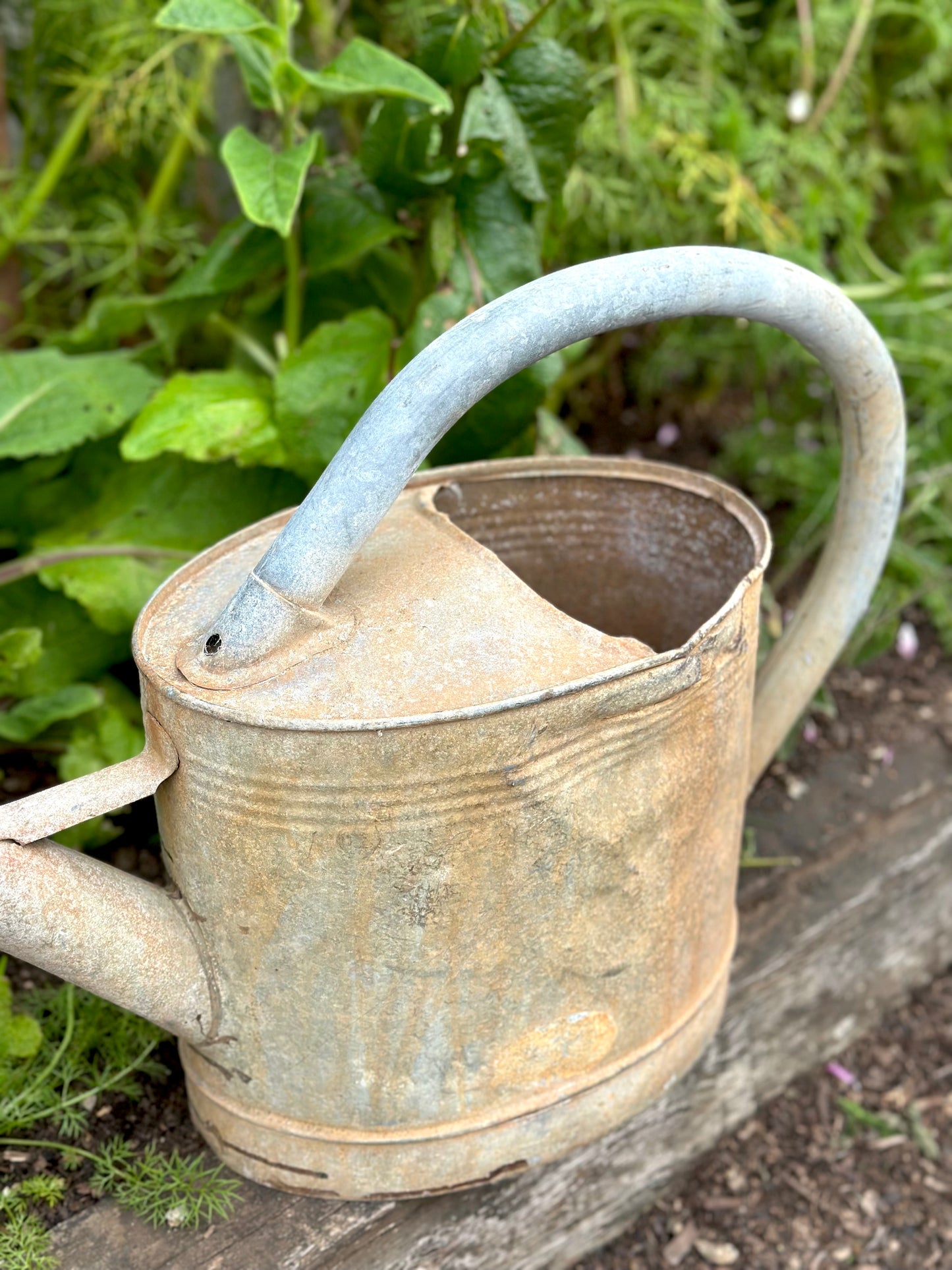 Antique French Oval Base Watering Can