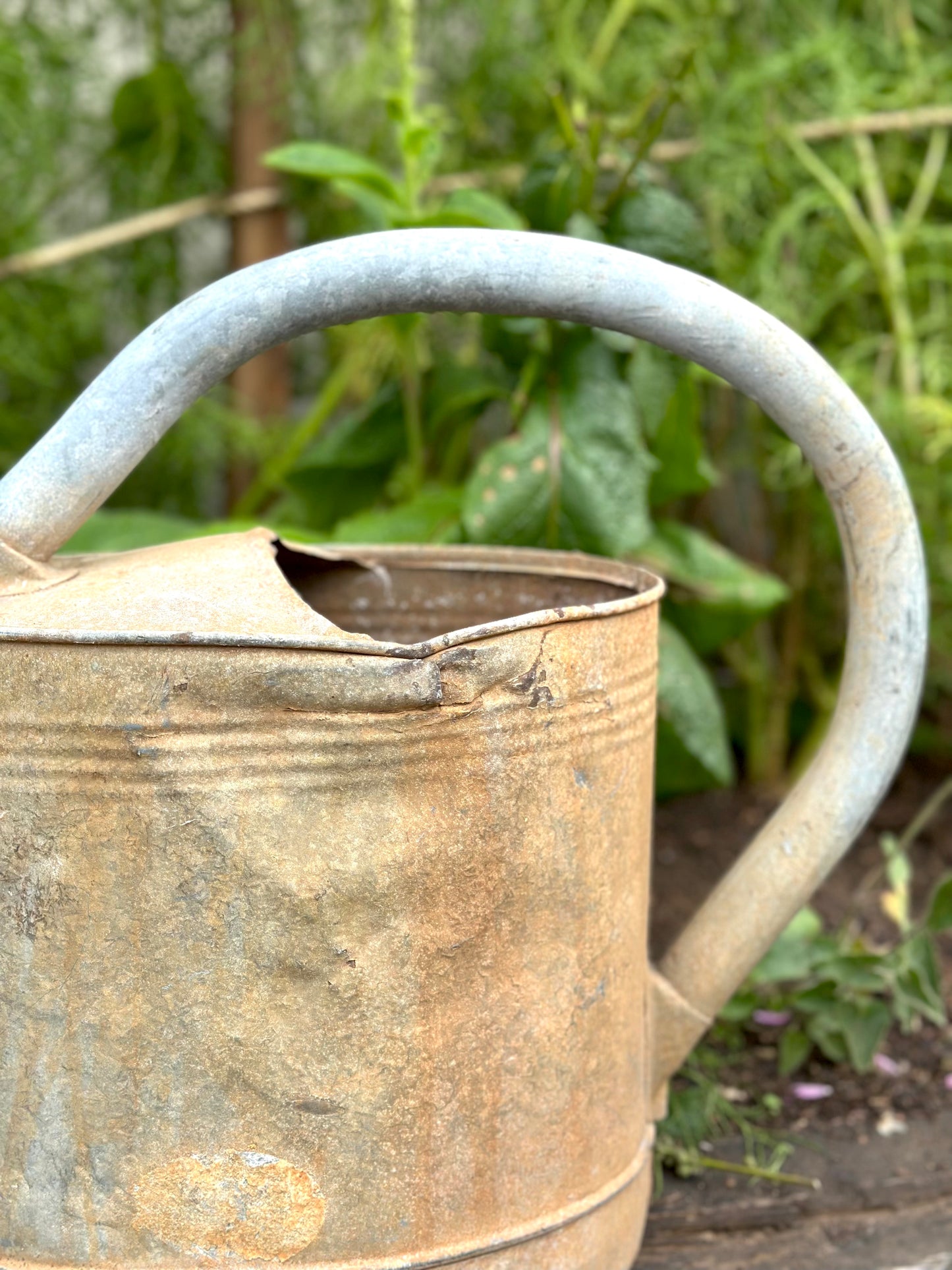 Antique French Oval Base Watering Can