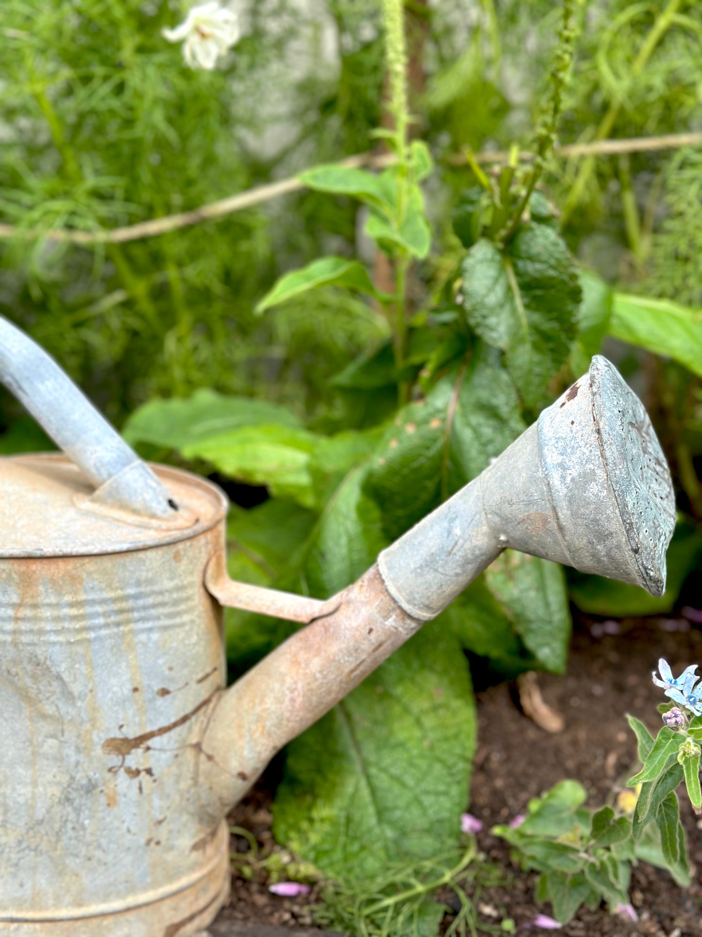 Antique French Oval Base Watering Can