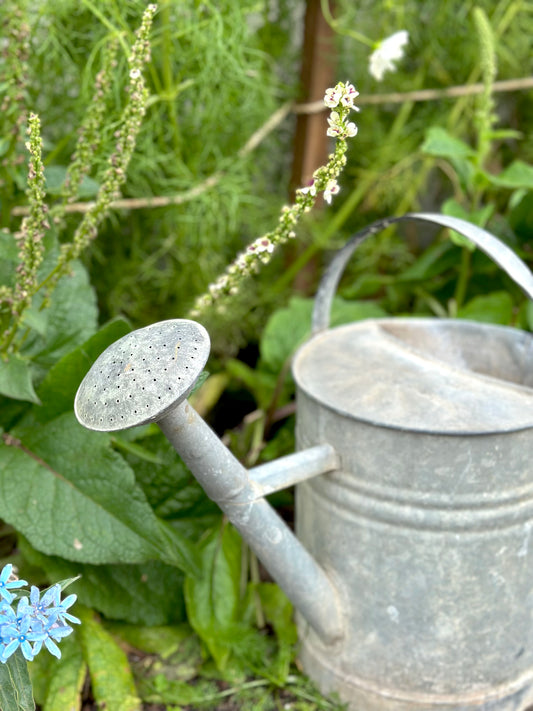 Antique French Round Base Watering Can - Large