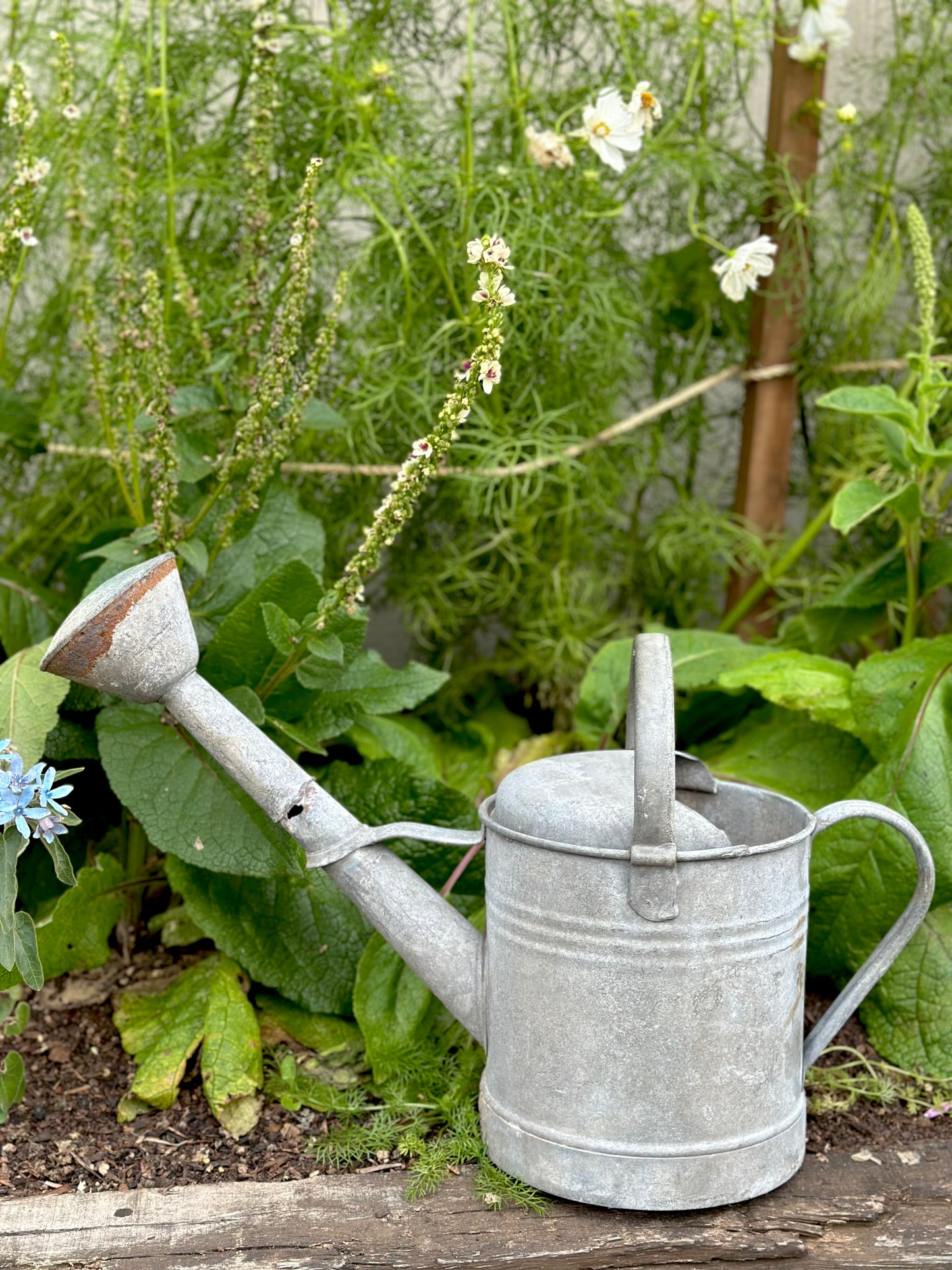Antique French Round Base Watering Can - Small