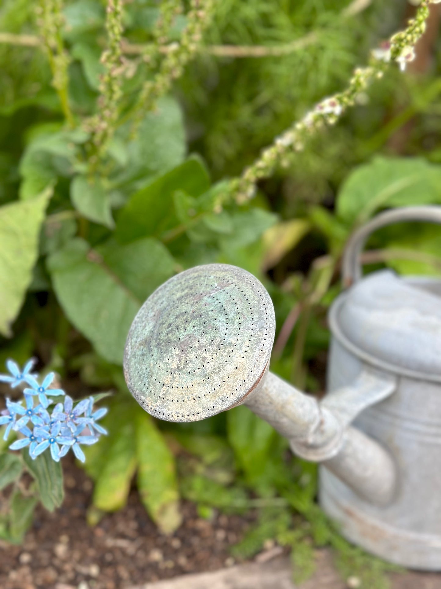 Antique French Round Base Watering Can - Small