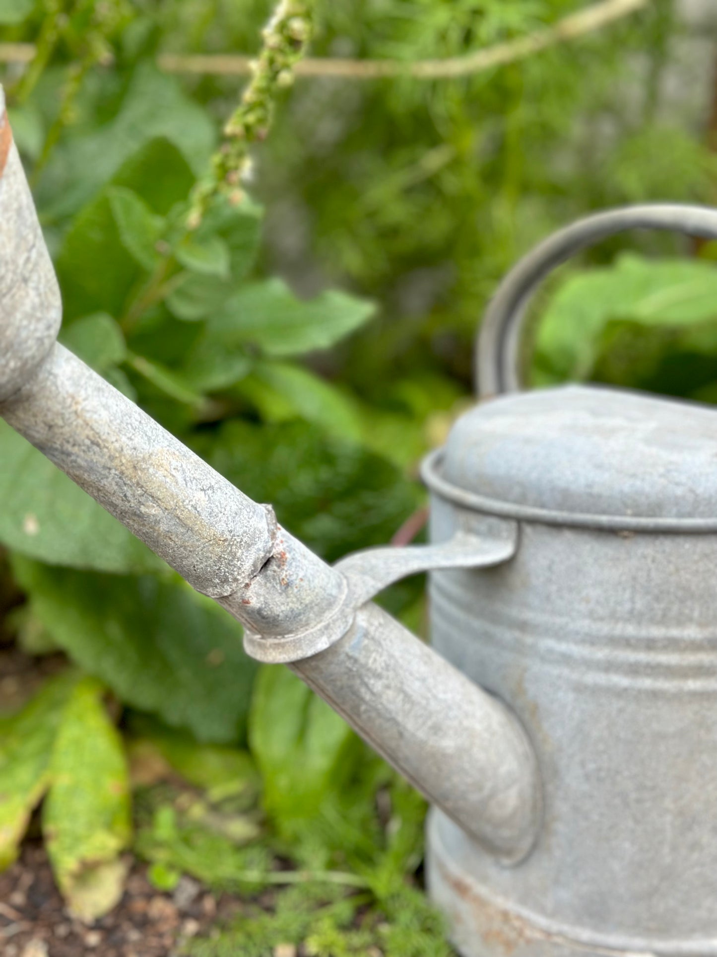 Antique French Round Base Watering Can - Small