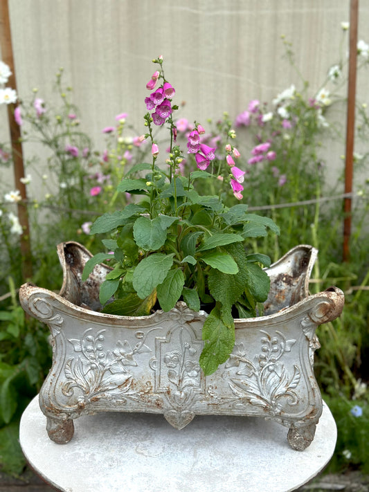 Antique French 'Pansy' Silver Cast Iron Jardinere - Extra Large