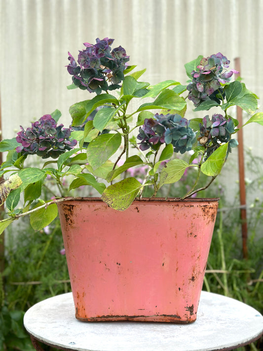 Vintage French Rustic Metal Bucket - Pink