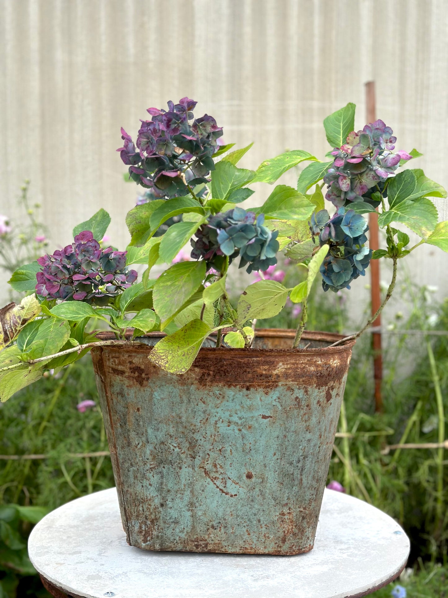 Antique French Rustic Metal Bucket - Teal II