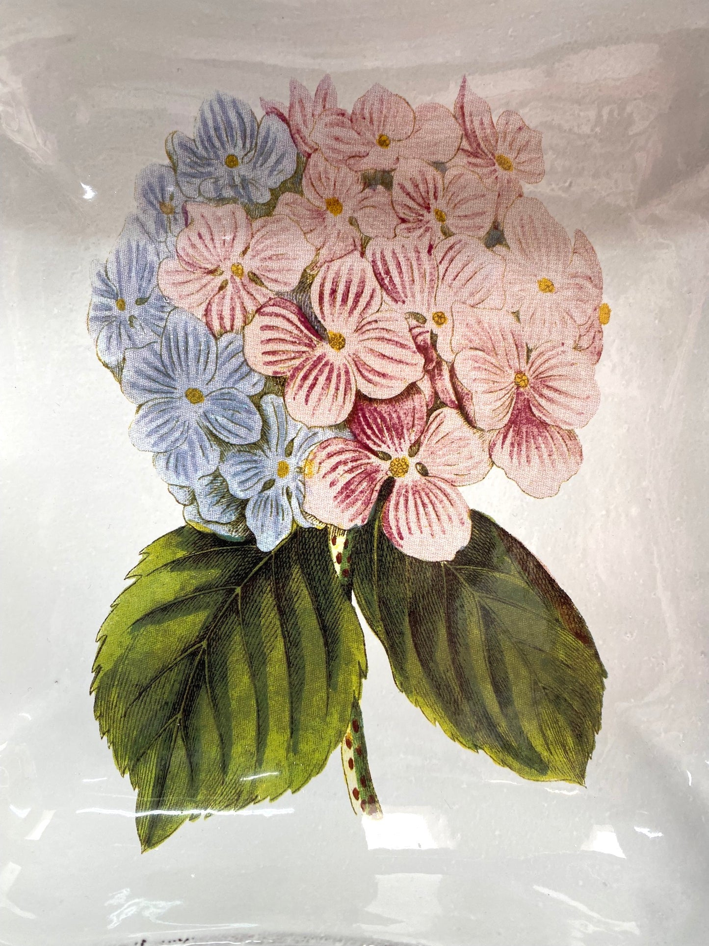 Astier de Villatte John Derian Hydrangea Flower Soup Plate