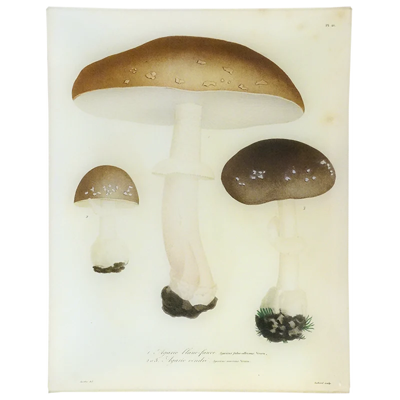 John Derian 'Mushrooms Plate 18' 11 x 14" Tray